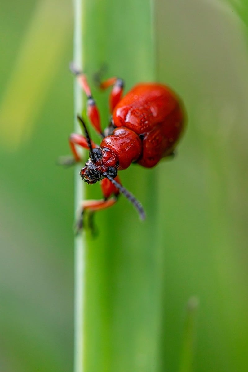 Pest Control