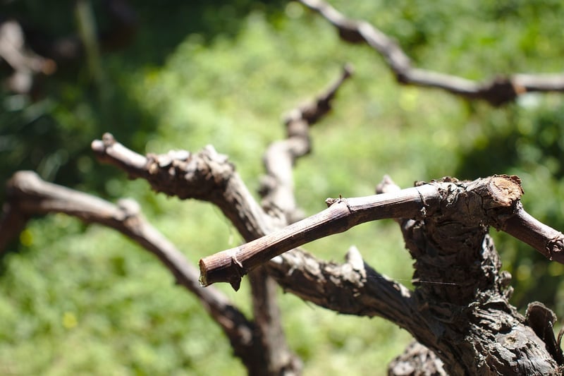 Pruning Techniques