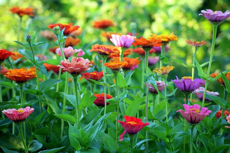 Colorful Garden